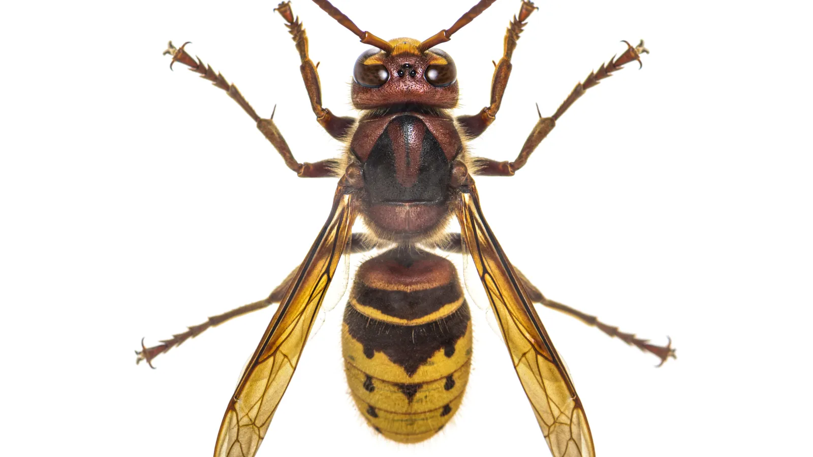 Close-up of a hornet, one of the stinging insects that turn up at summer campsites