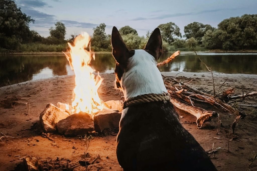 How To Keep Your Dog Warm While Camping